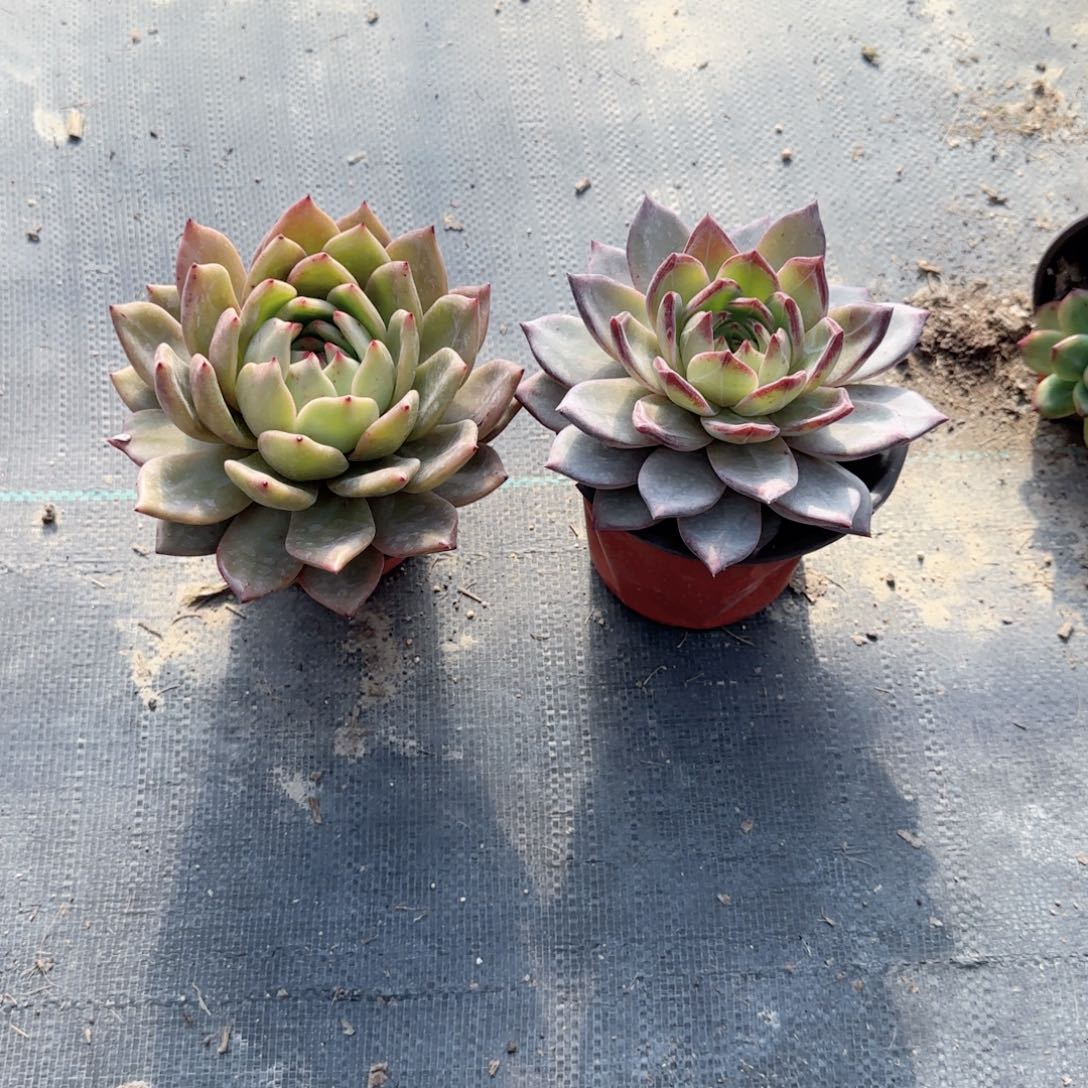 无花朵果冻橙单头