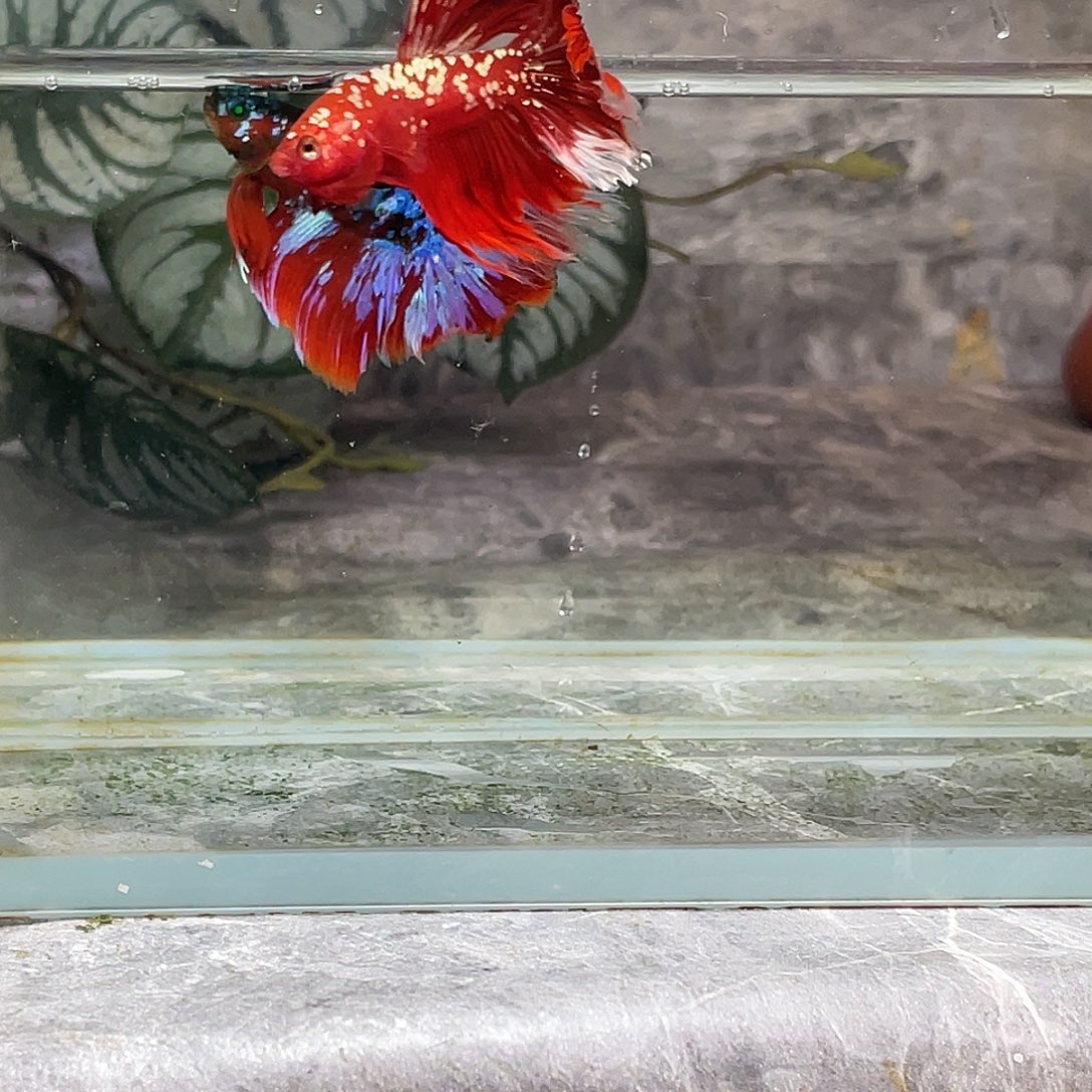 斗鱼育平斗鱼泰国斗鱼