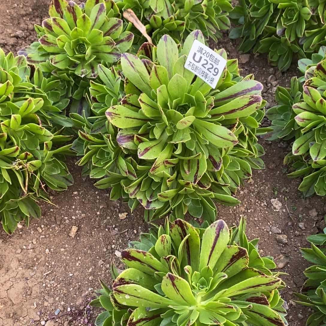 229碧火多肉法师锦量拍