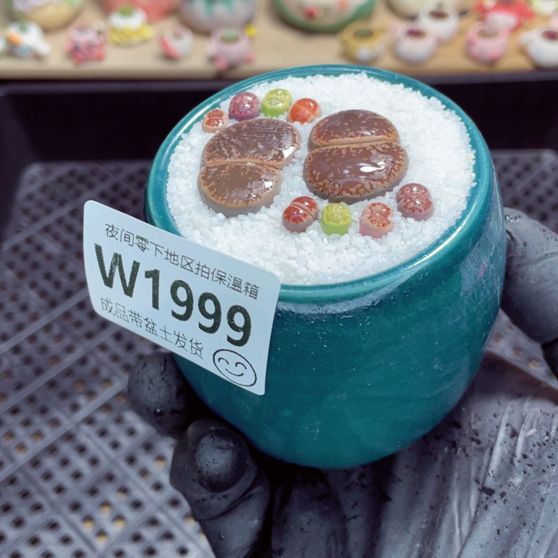 夜间零下地区拍保温箱w1999