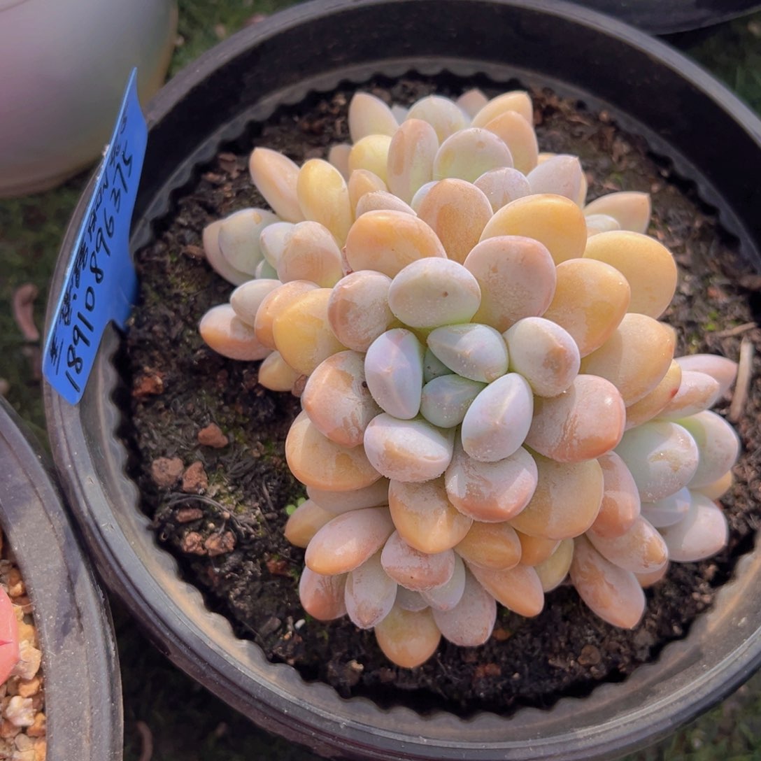 香玉的故事是一个人的故事