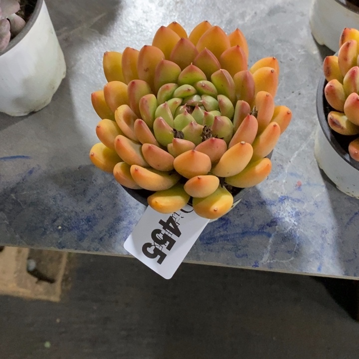 最***心455冰心美人多肉植物