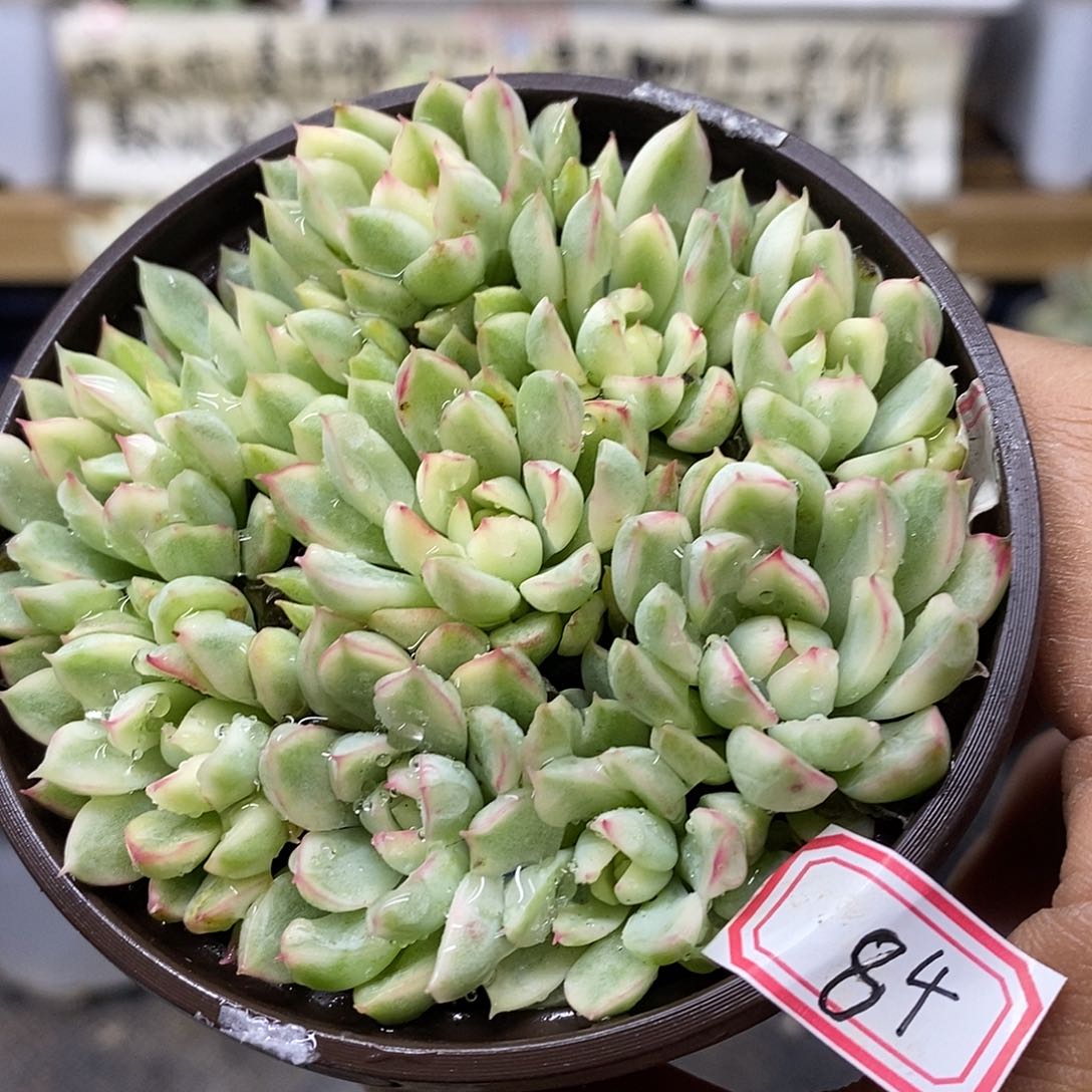 2984 女雏锦群多肉