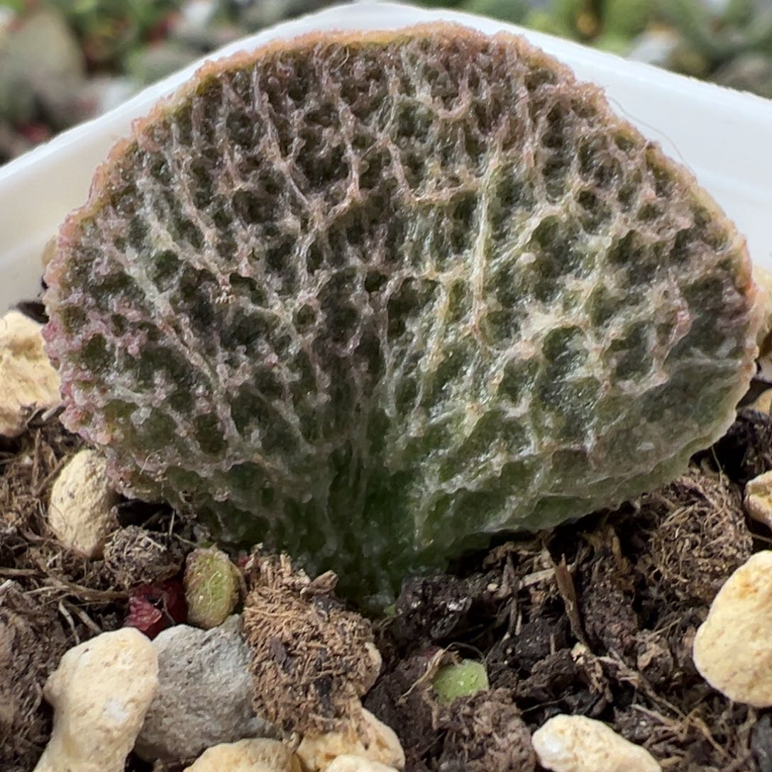 菲洛米娜大苗多肉植物