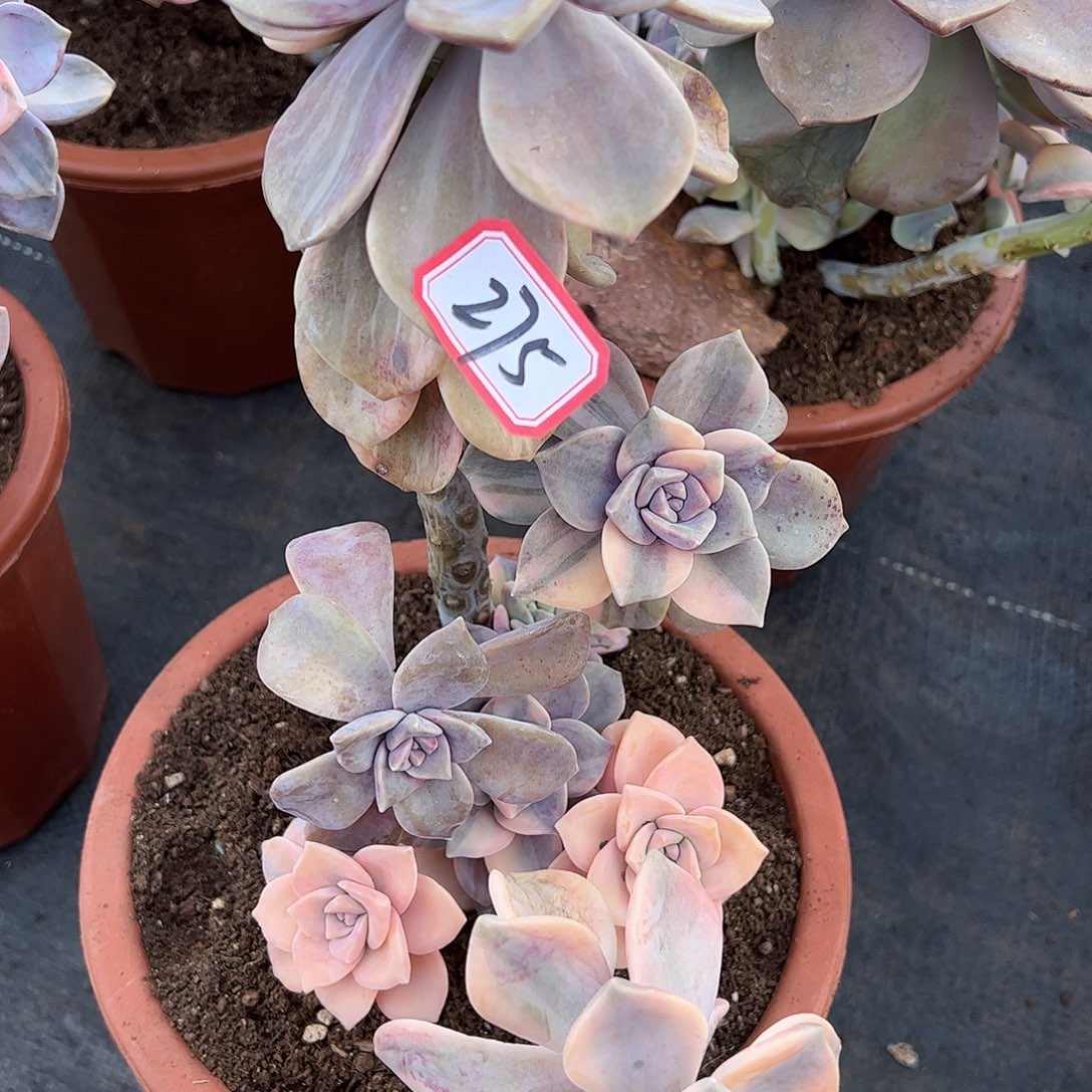 275紫乐锦，一物一拍