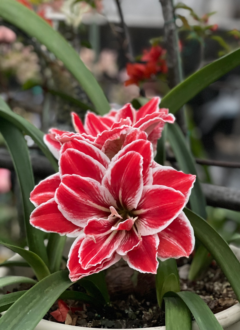 （女王）基地直发自然球 包对版