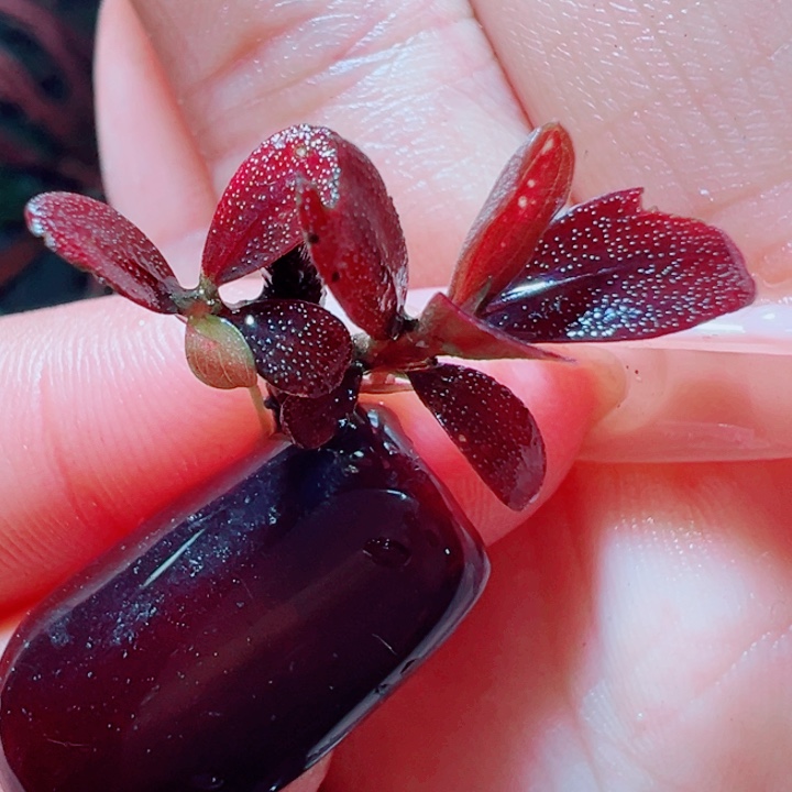 福利15号福利价植物一头