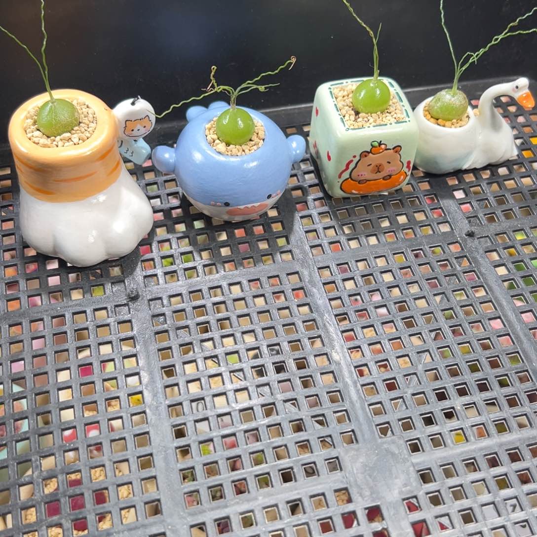 不****好多肉植物不知道专拍