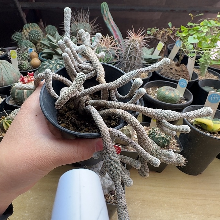 实生老迷你牧师群一颗