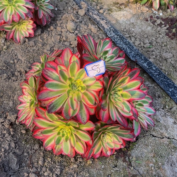 倾城多肉植物老庄