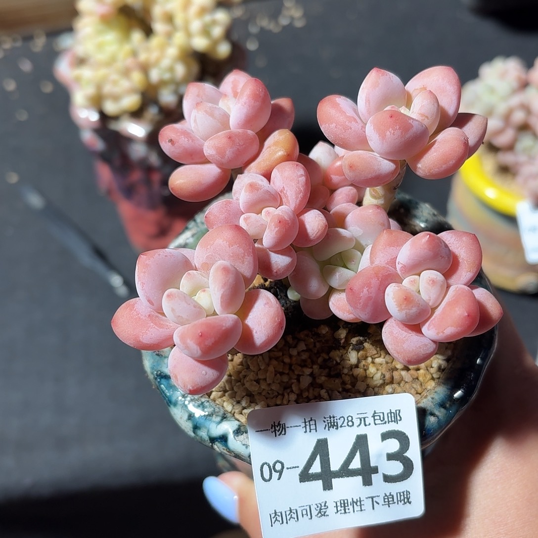 樱花洛神无盆土发货无盆