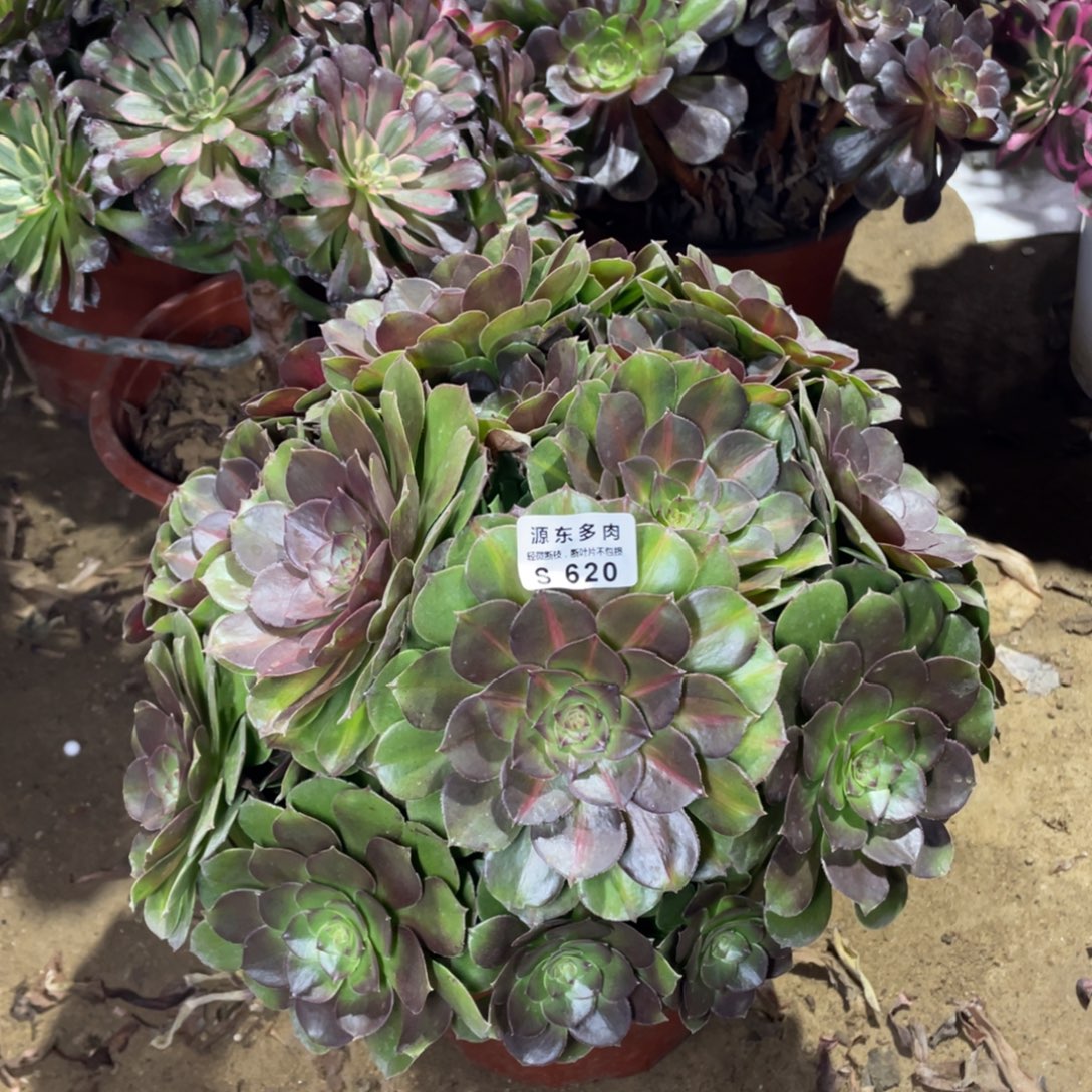 620倾城中班多肉法师断枝不包