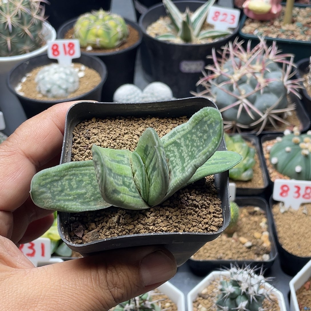 实生绿冰卧牛 脱土包邮
