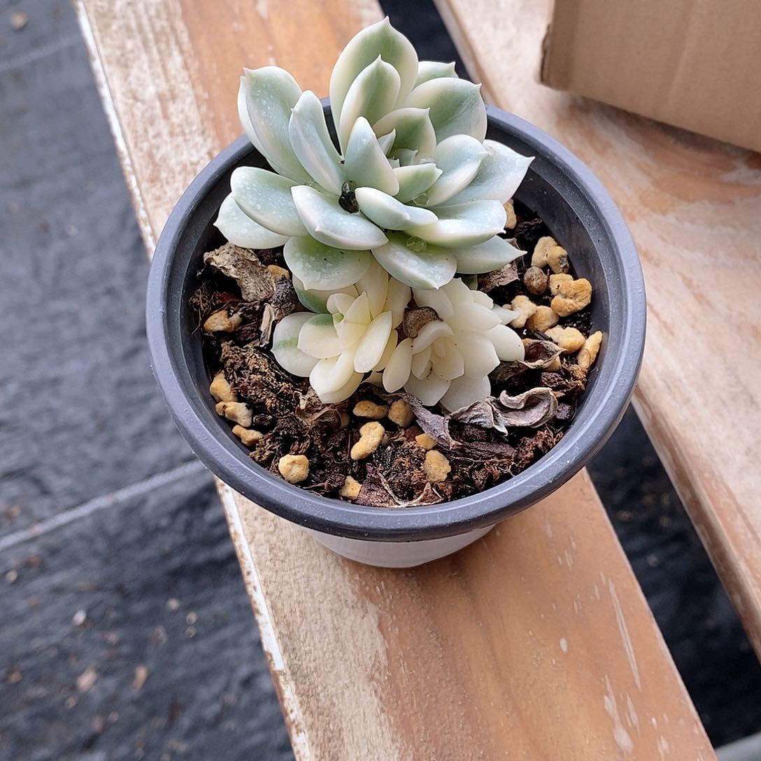 月亮仙子锦多肉植物老桩