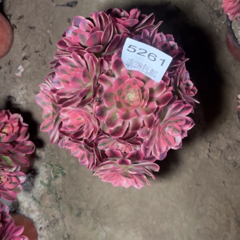 女巫的的多肉多肉5261