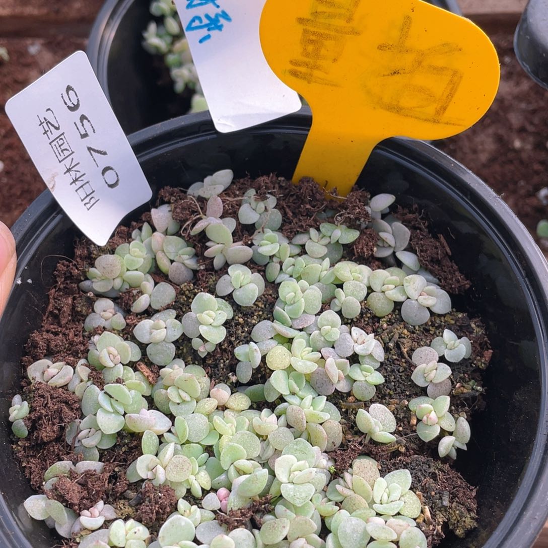 量拍多肉植物多肉植物756