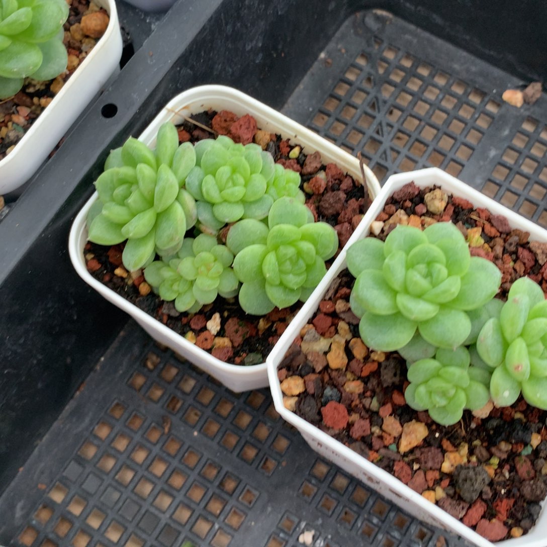 0526-336 白玉珍妮