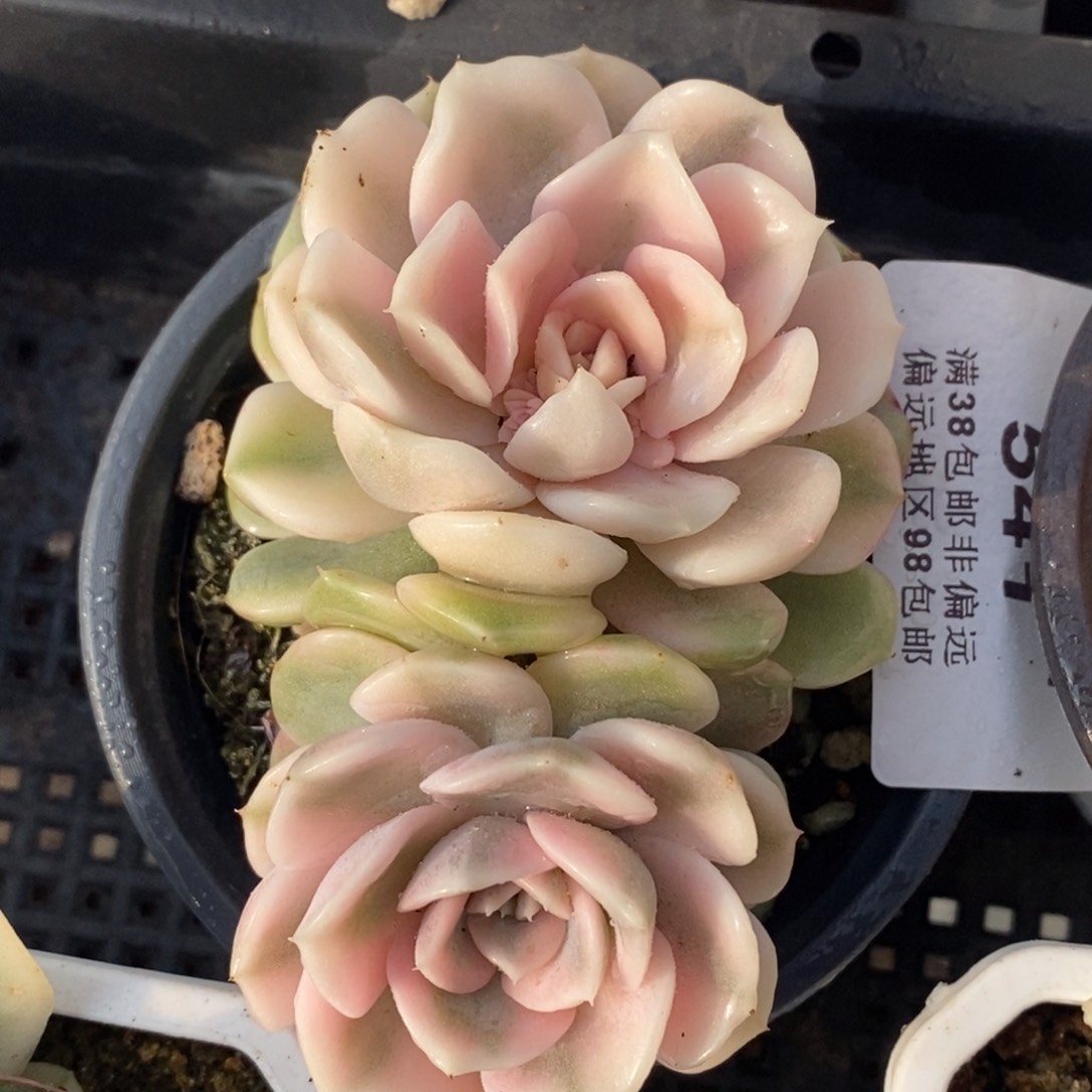 541雪兔锦双头带根