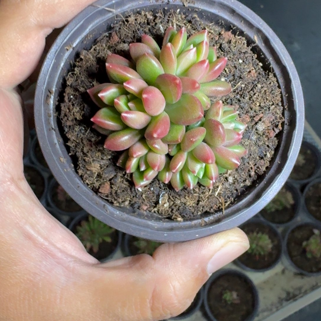 柏拉图 群生 一物一拍