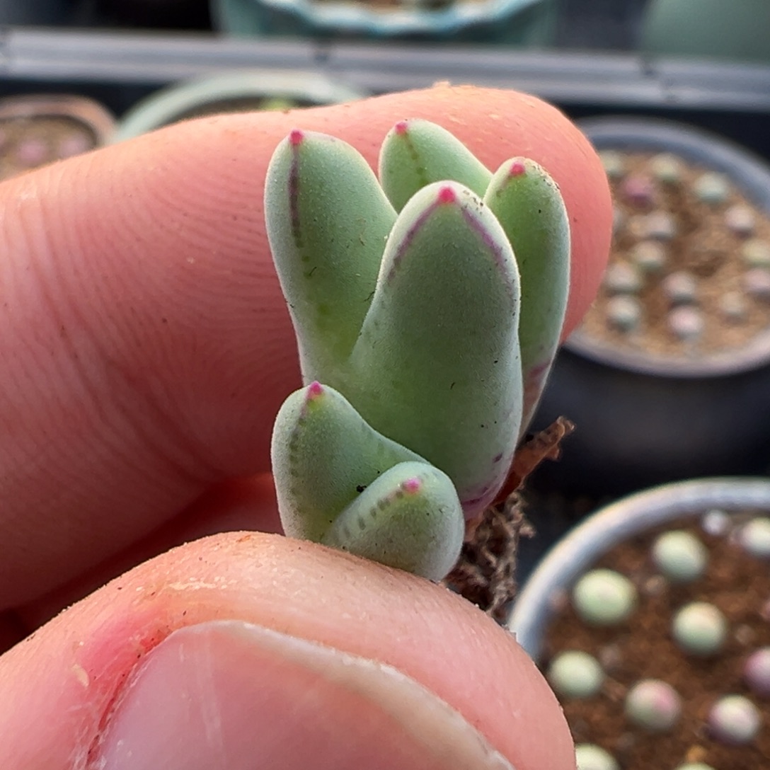 8-81肉锥多肉植物