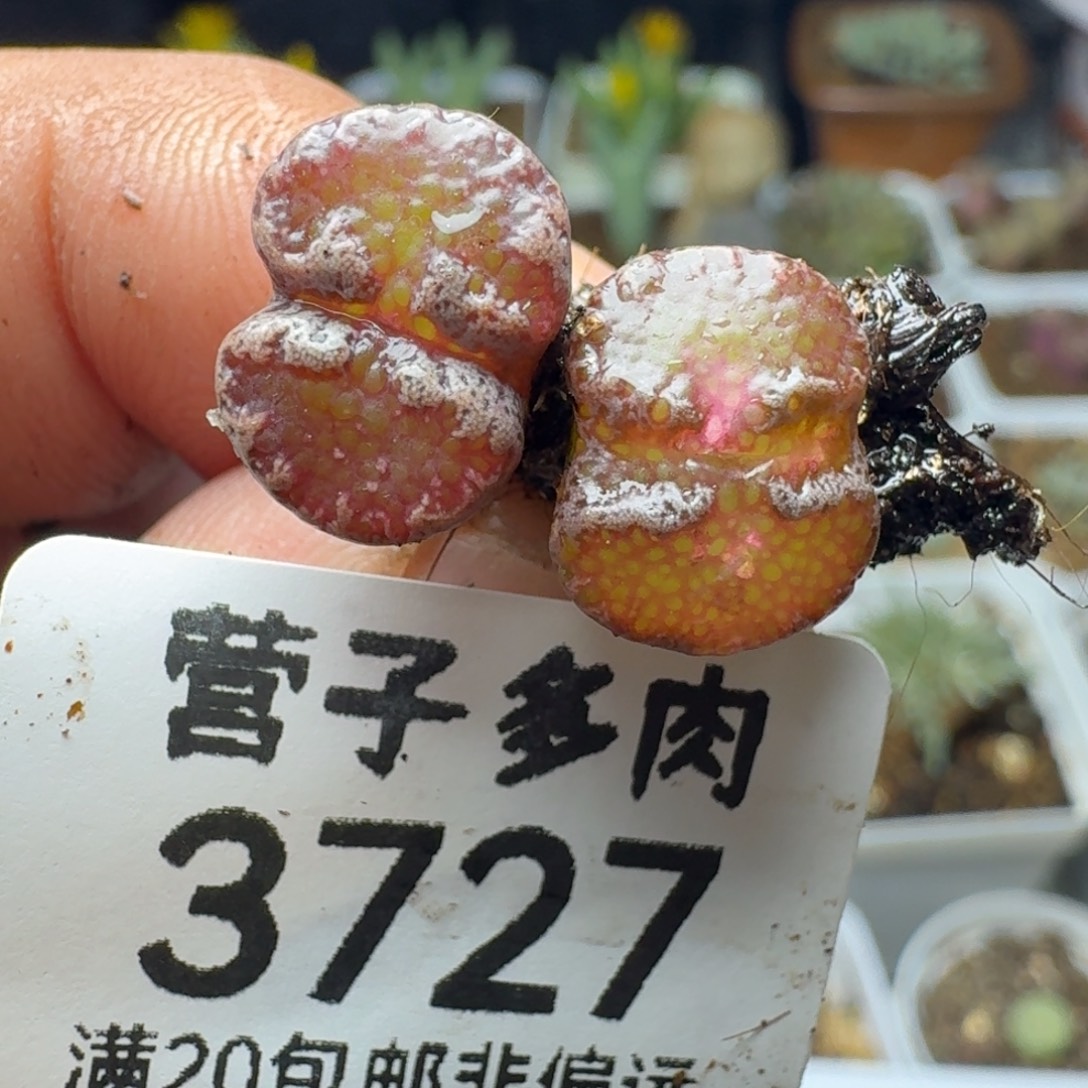 超碟两颗。                