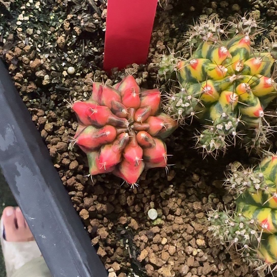 L787-1220泰国发货 红龙