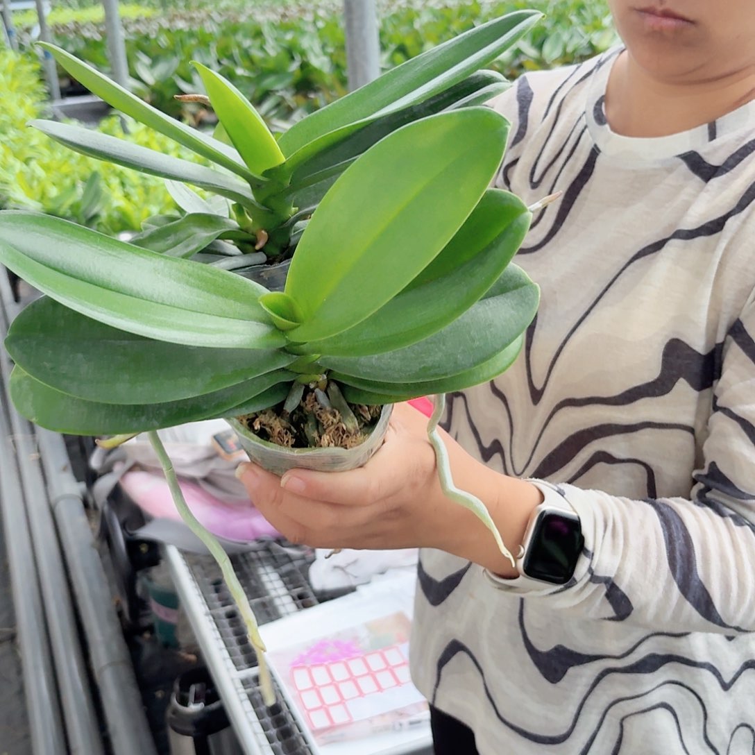 无花朵小白2颗高品质