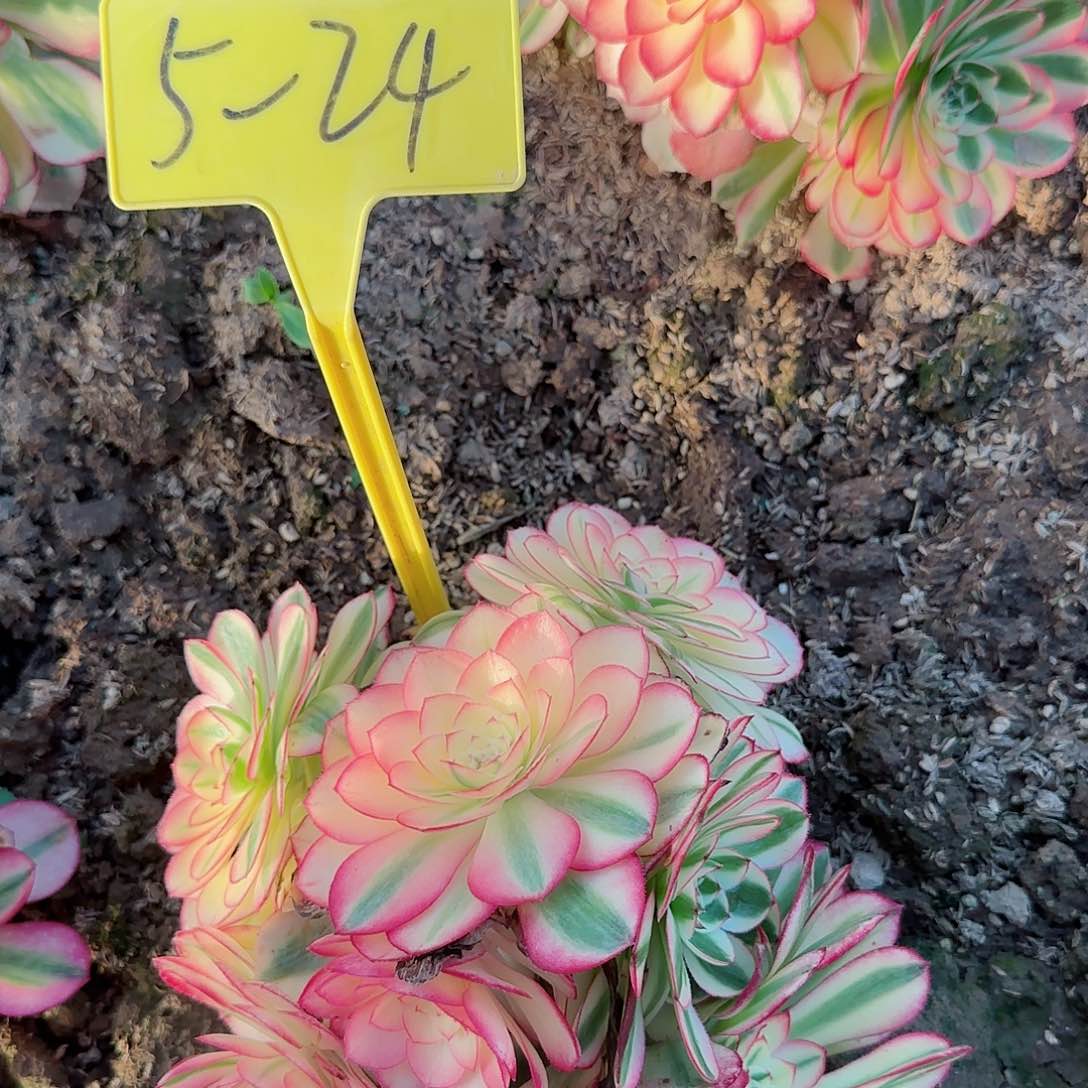 5-24---荔枝多肉植物