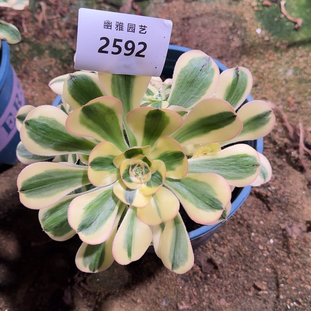多肉植物王妃2592