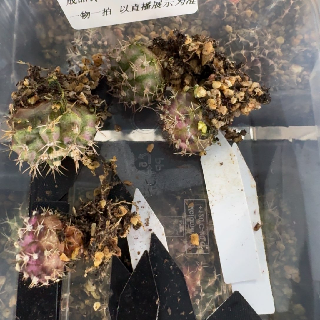 ****网米哈实生自然锦海轮007