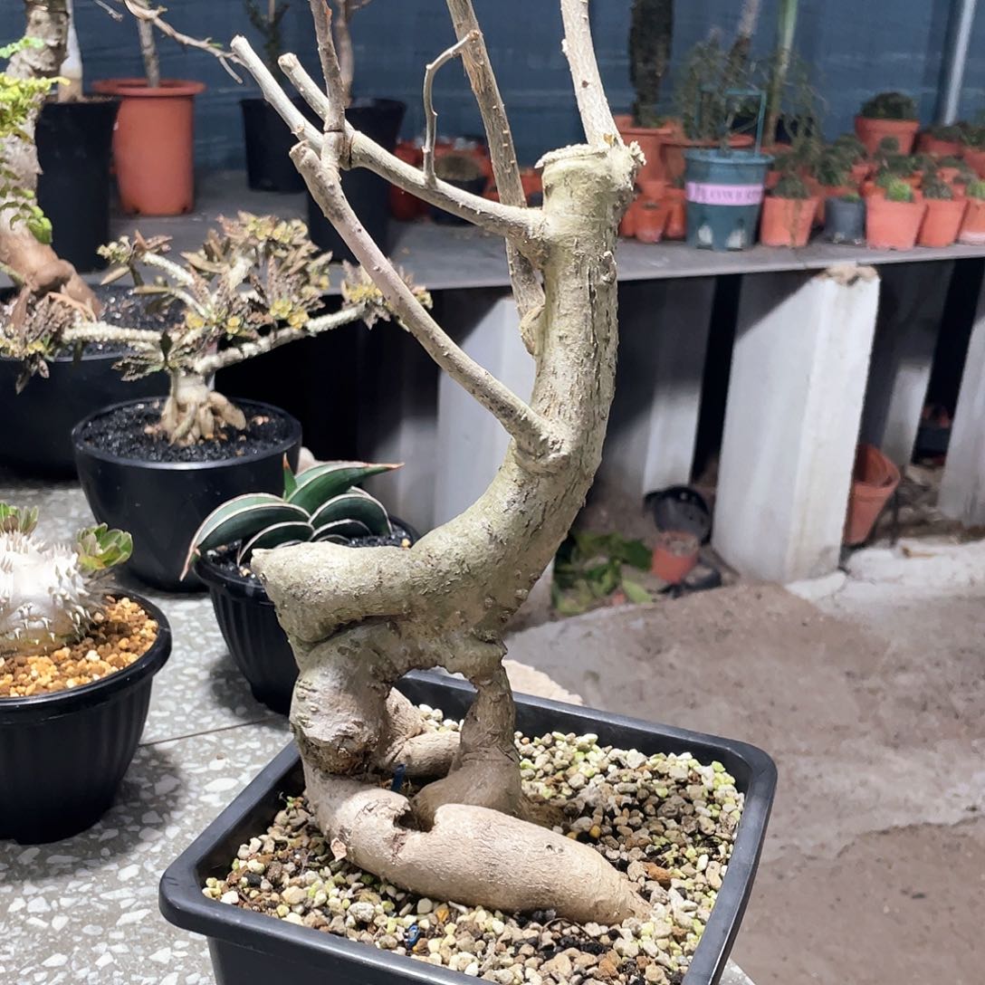 捡漏猴面包树6666666666666666