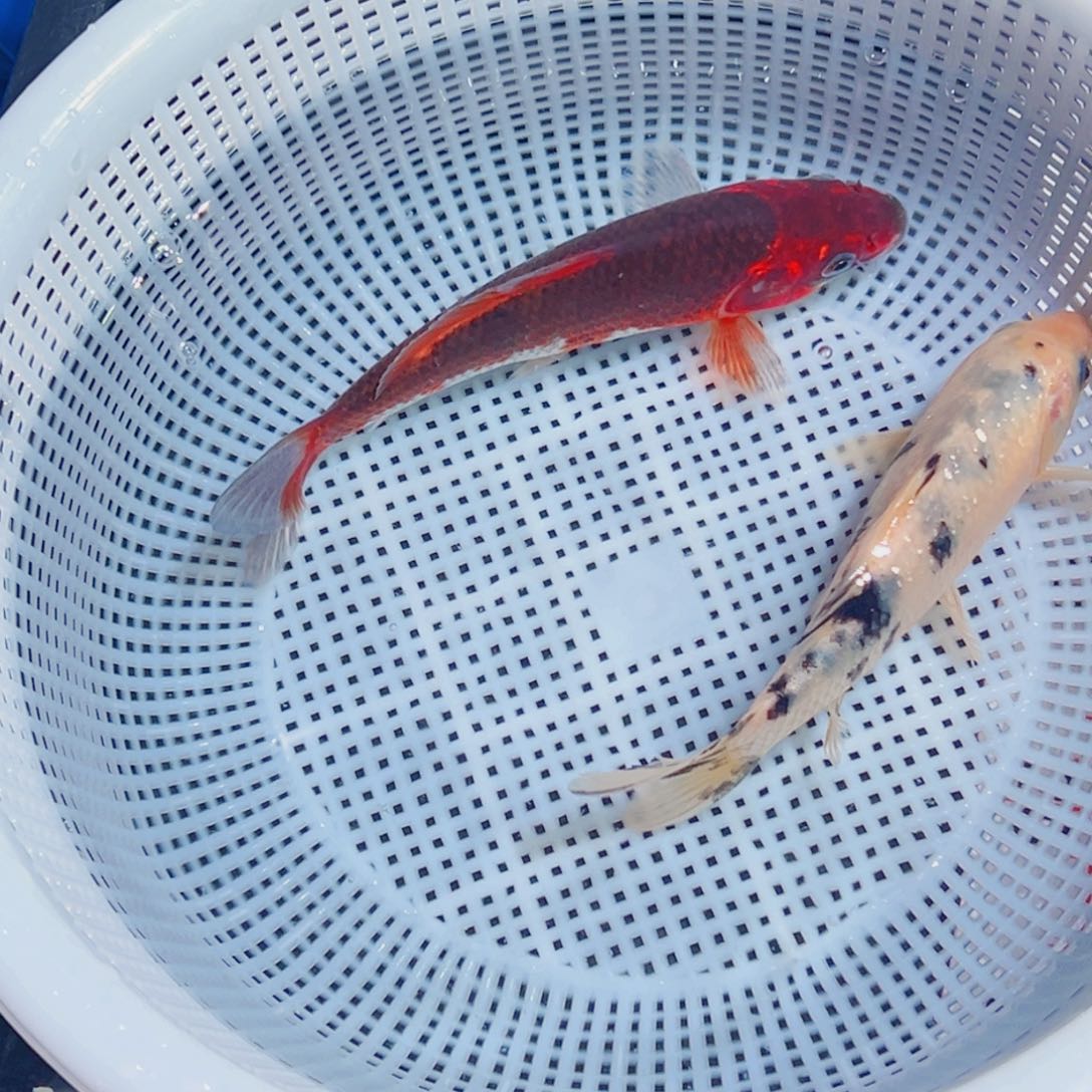 锦鲤锦鲤观赏鱼1111