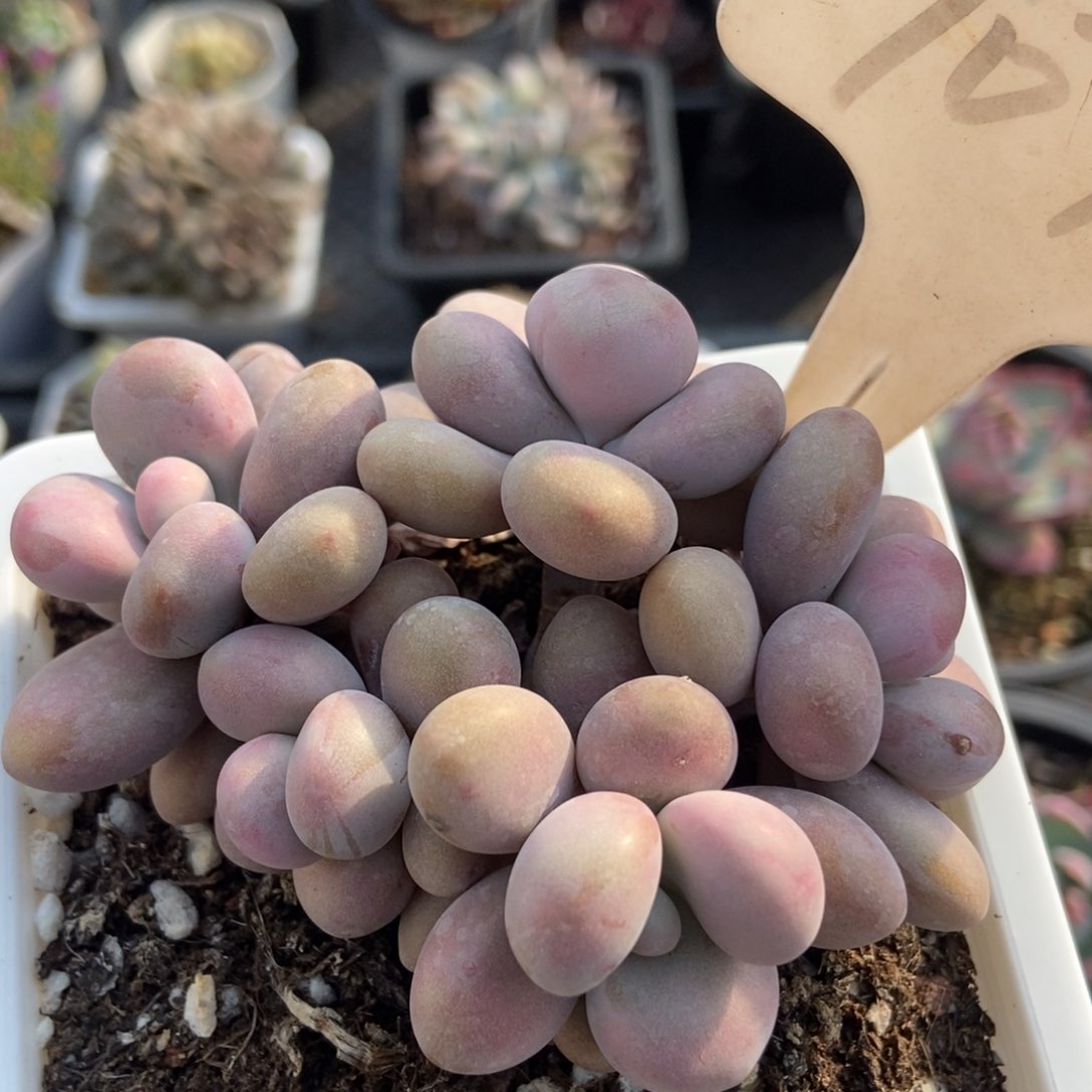 1071桃蛋多肉植物保护