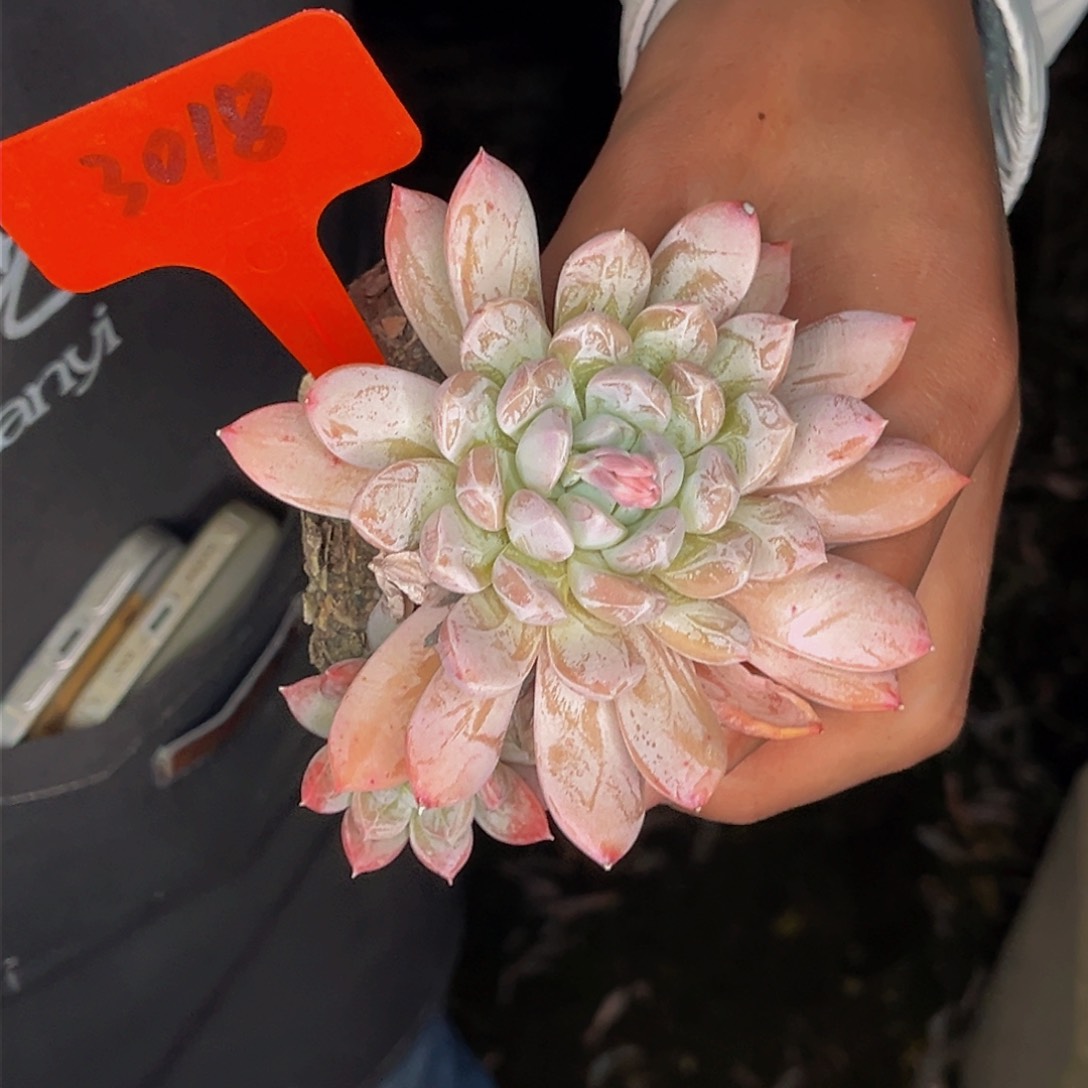 3018号晚上多肉植物群生多肉