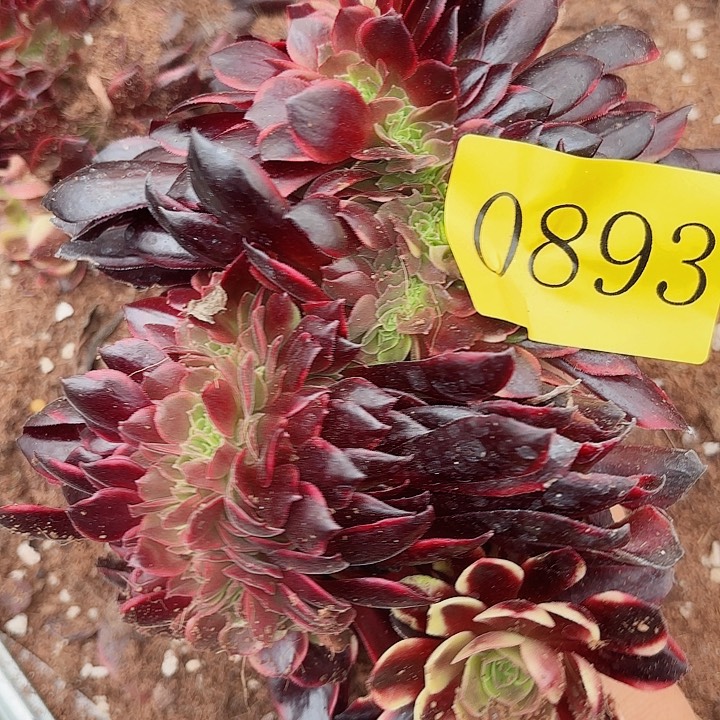 多肉植物福利来0893