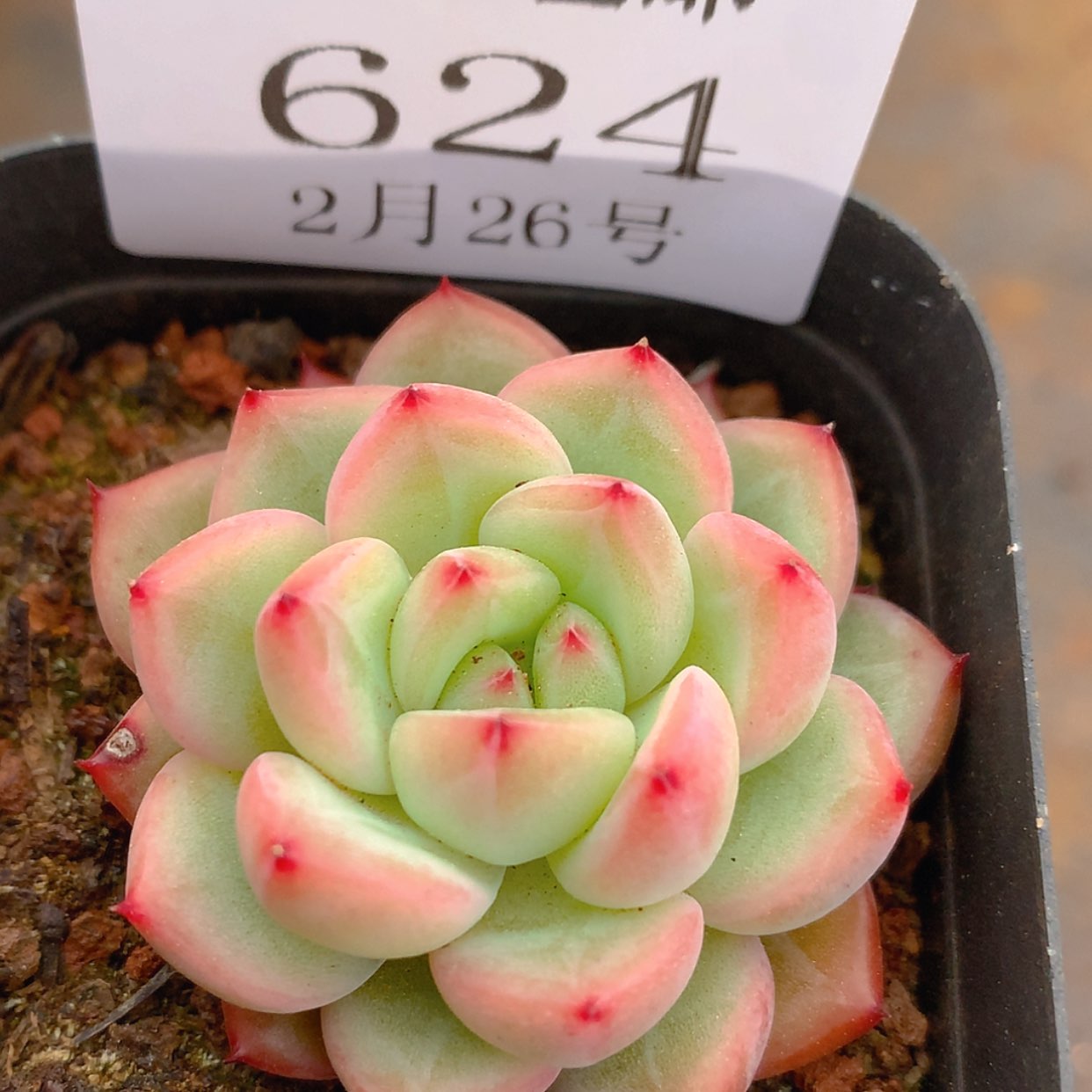 【闪购商品】云624