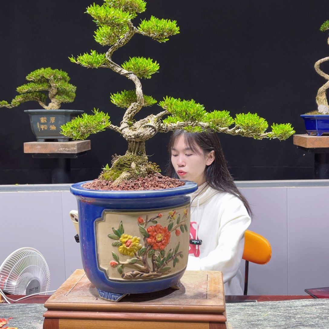 四季常青老桩黄杨盆景