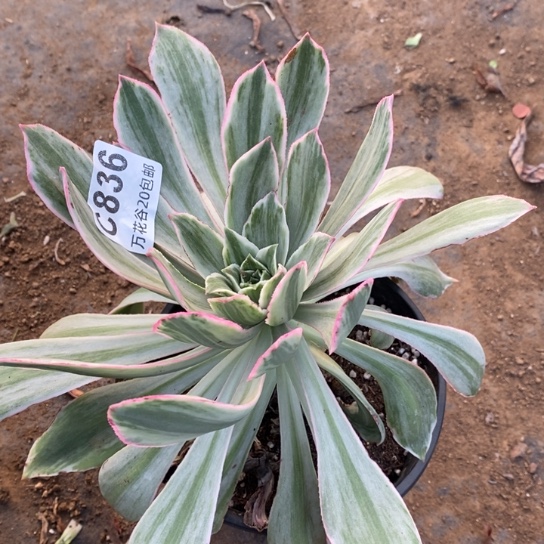 836白发魔女多肉植物