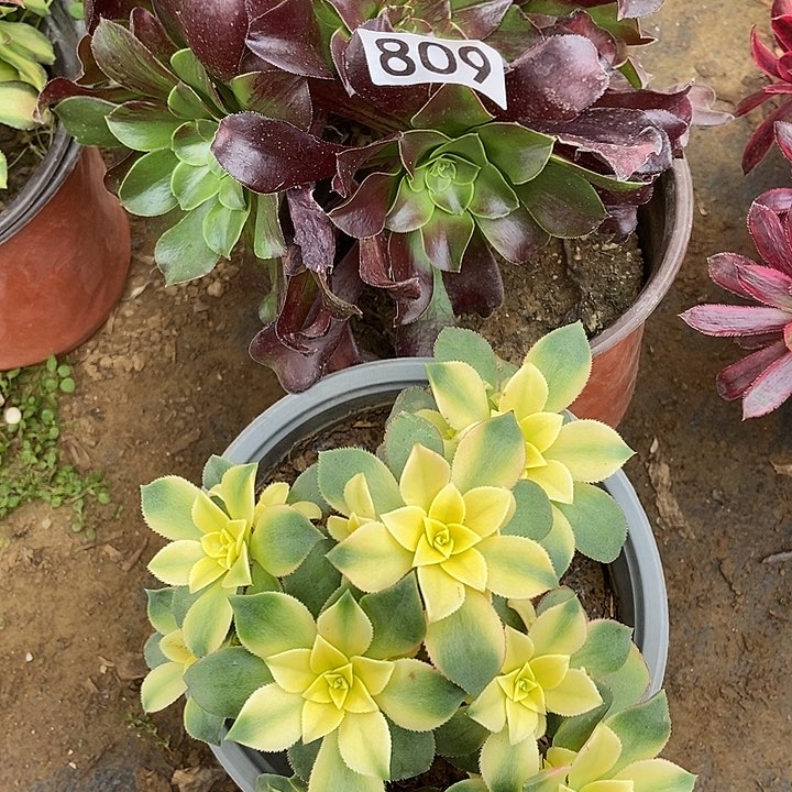 艳日辉 欧若拉 809多肉不包断