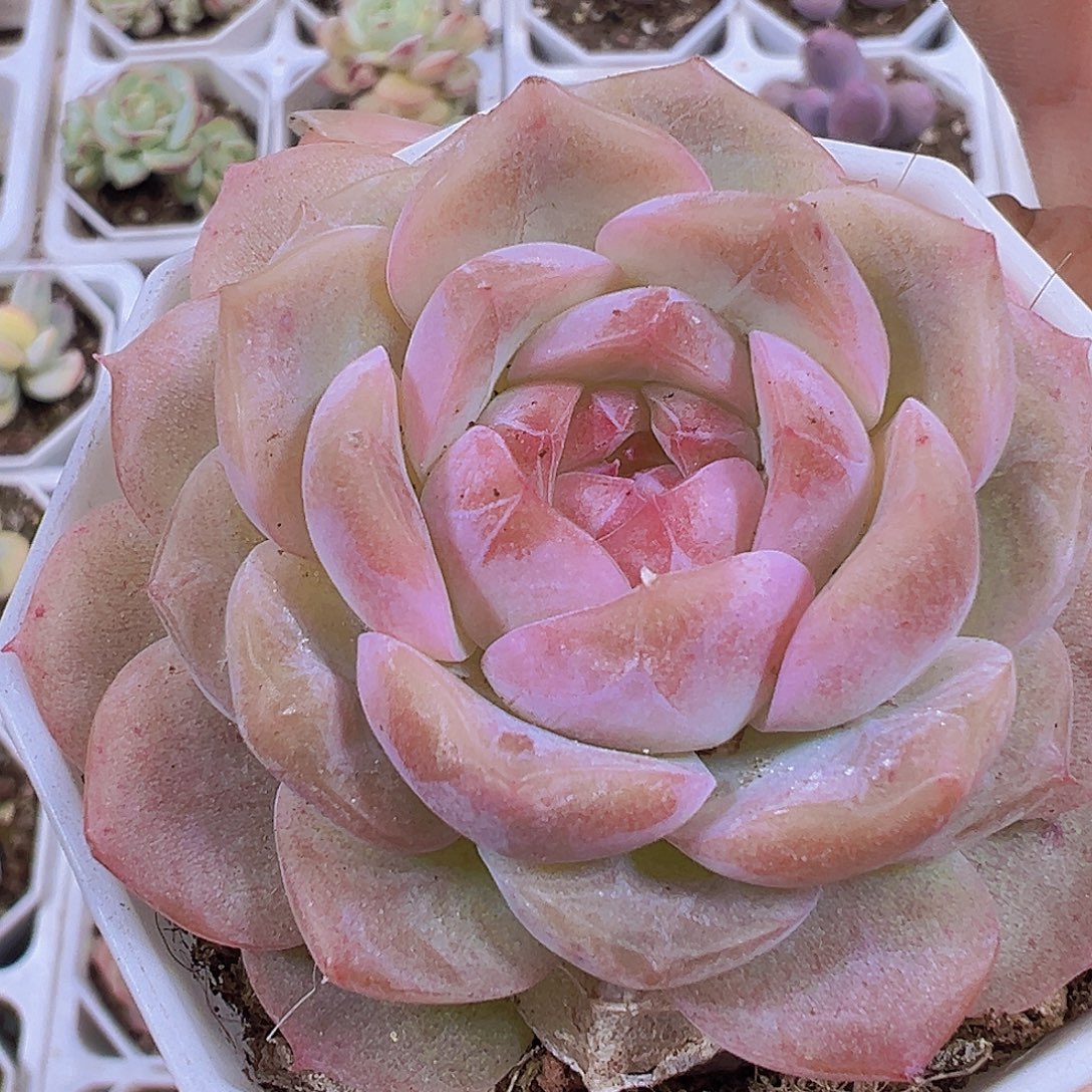 冰花女郎19包邮多肉植物