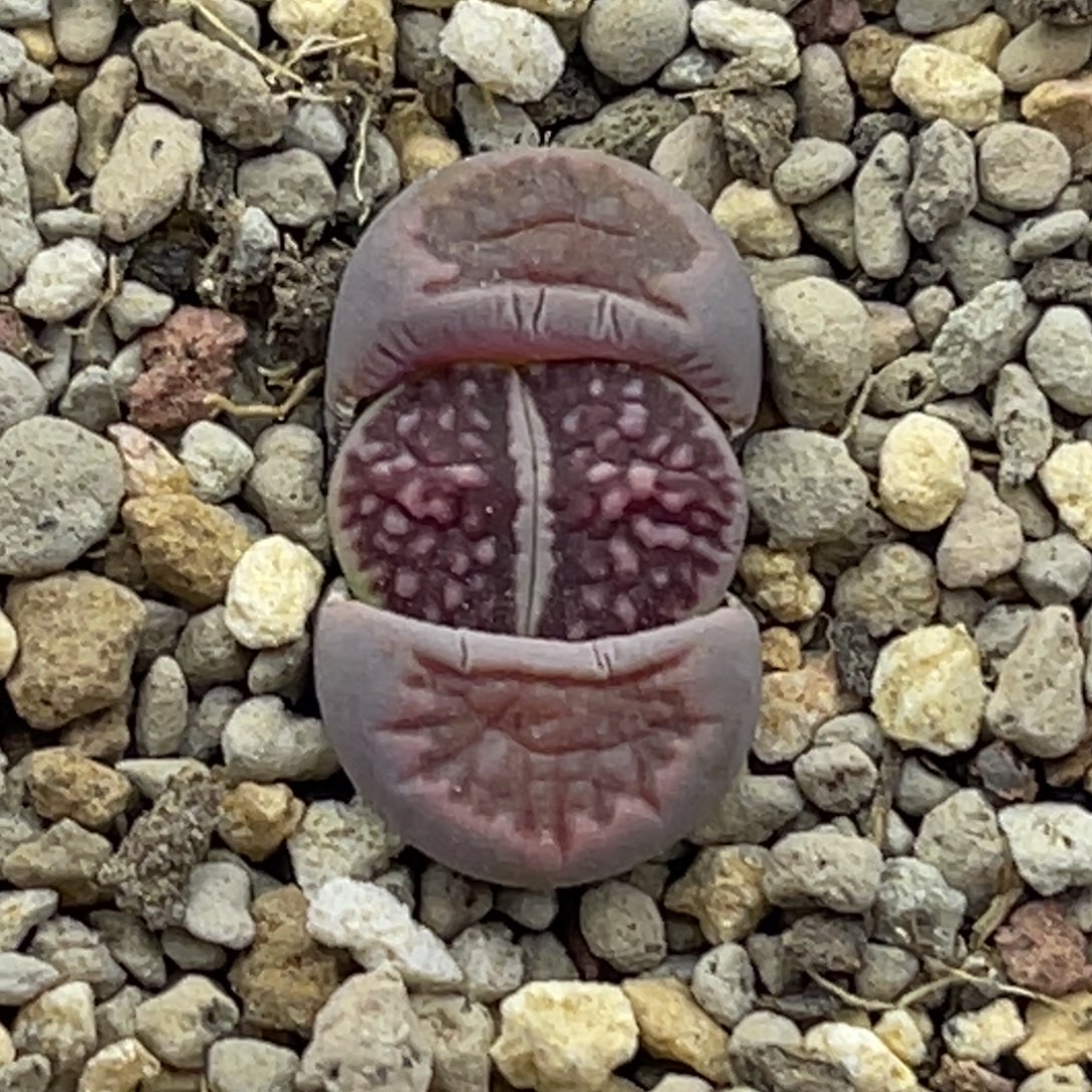 6291紫菊莲花浮雕纹