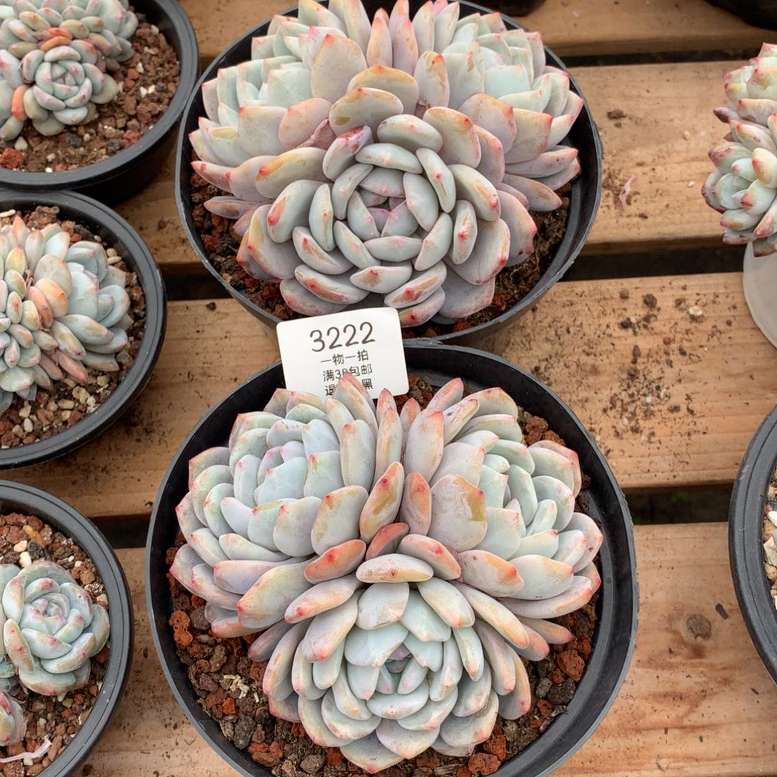 13厘米三头星影两颗3222