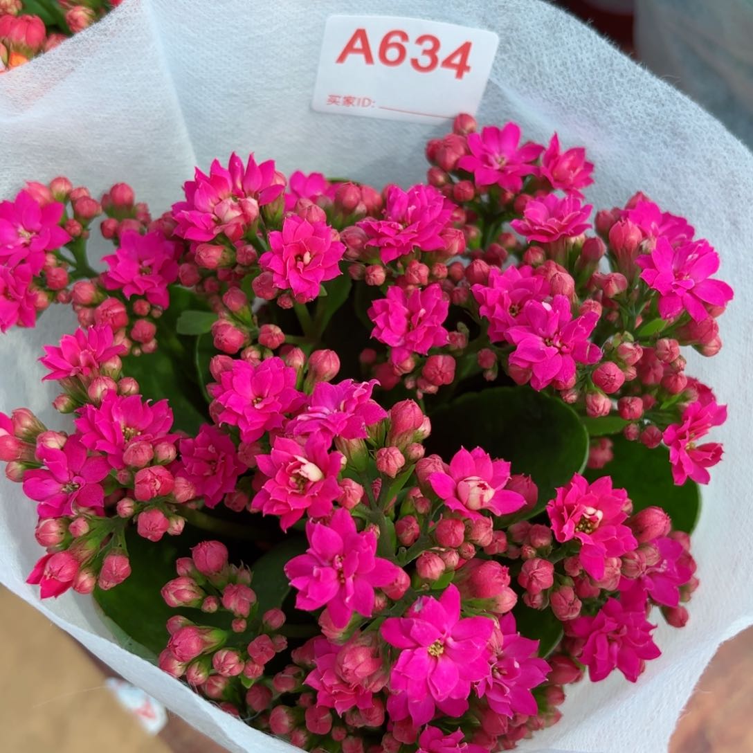 634紫色长寿花一颗