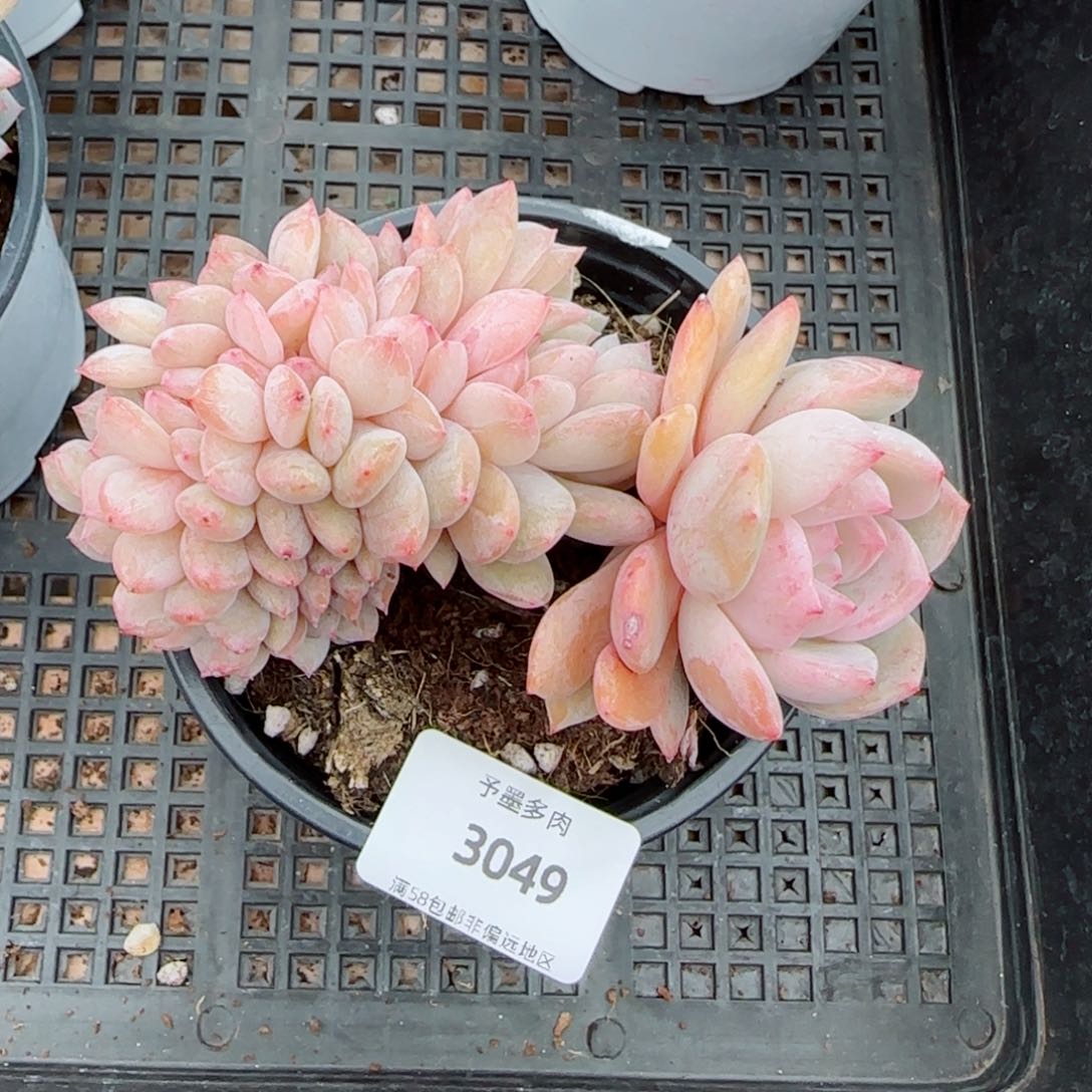 橙子小树缀化，3049