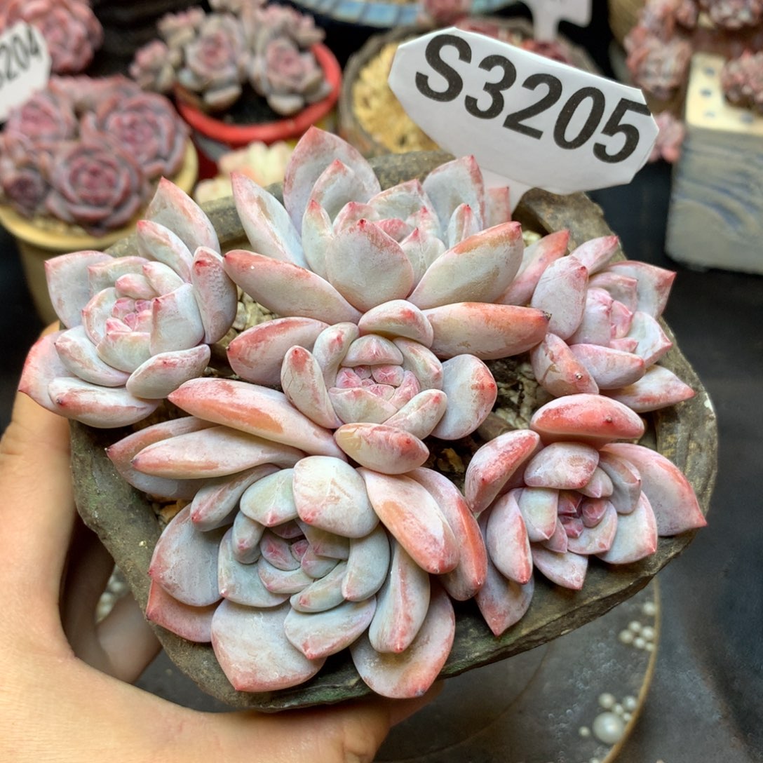 S3205 星影石榴籽 小树 一头一杆  冲销量