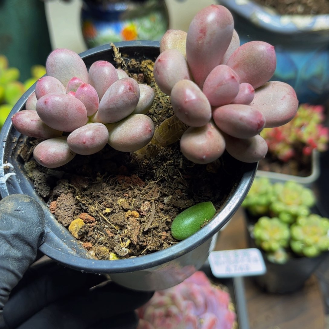 744桃花仙子奶酪9厘米