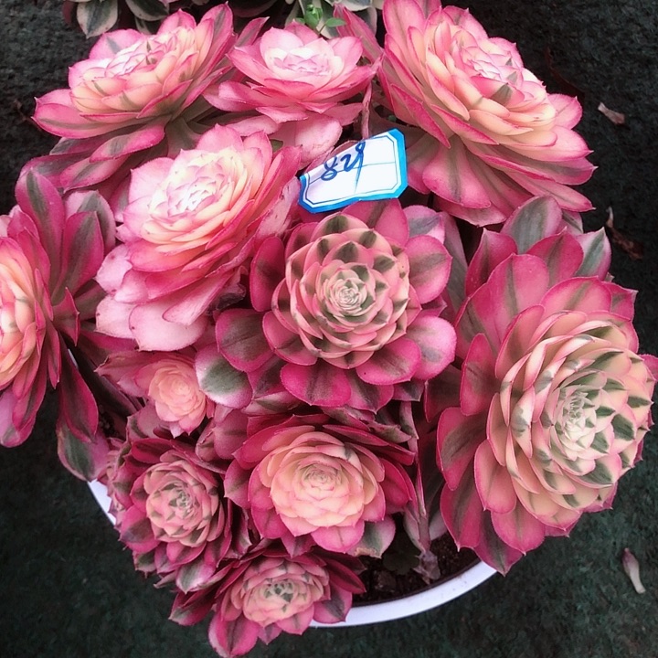 829倾城多肉法师