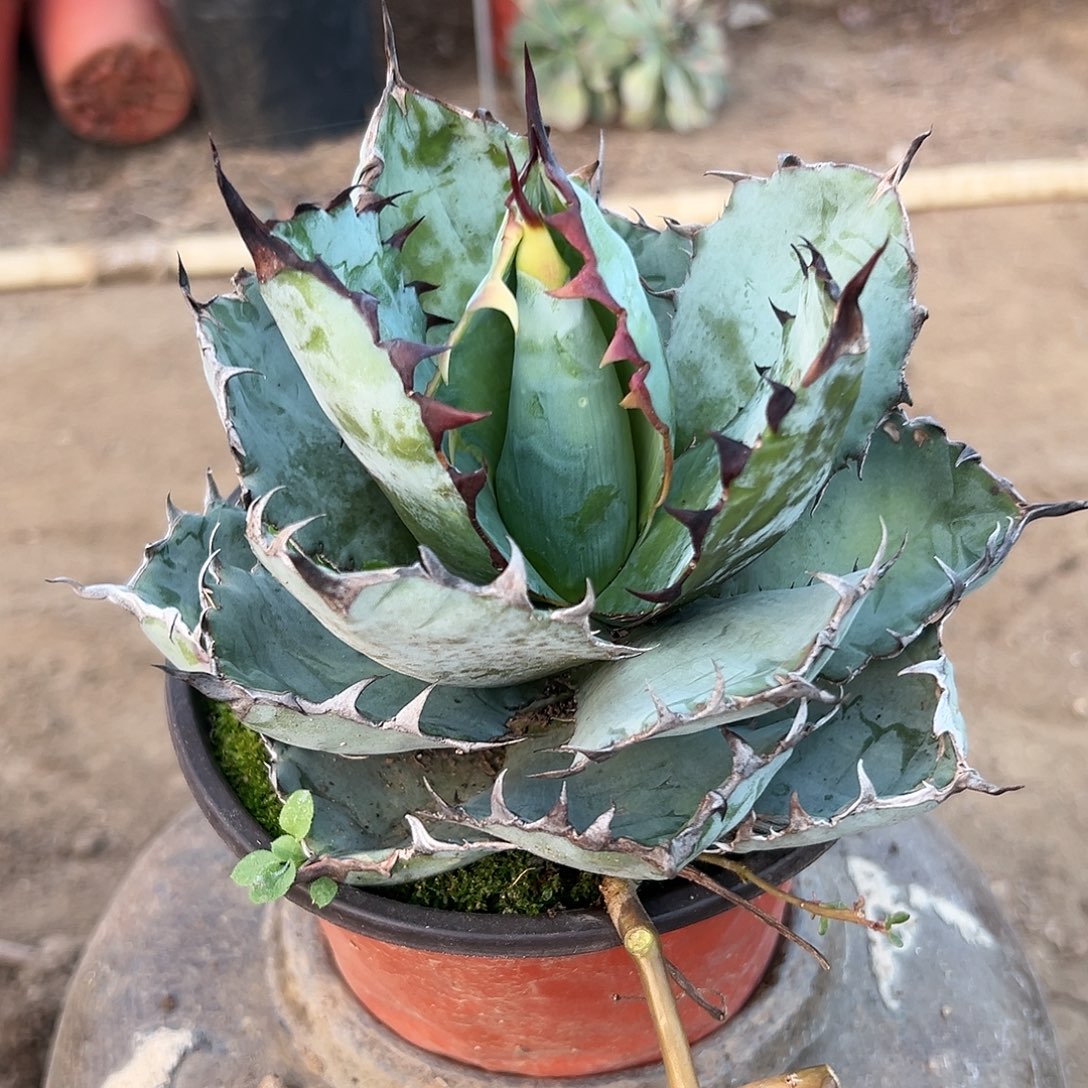 多肉植物福利蓝鲸