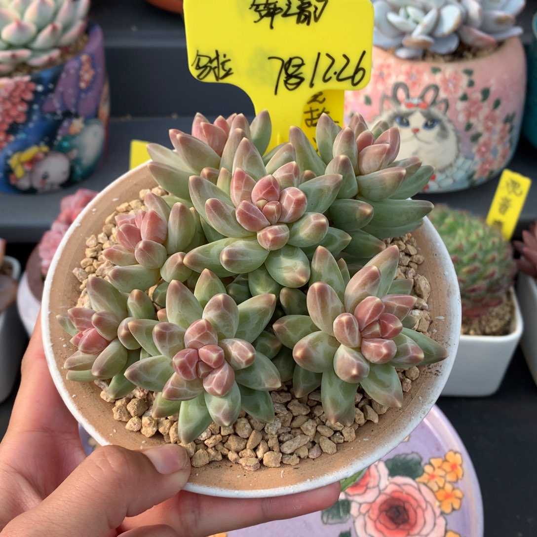 舞***韵我们家的小姐姐们