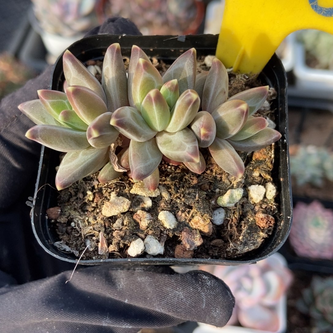 640梵高美人多肉植物